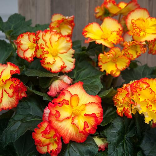 Yellow Red Begonia Flower