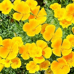 California Flower Seeds for Planting - 100 pcs for planting in your garden.