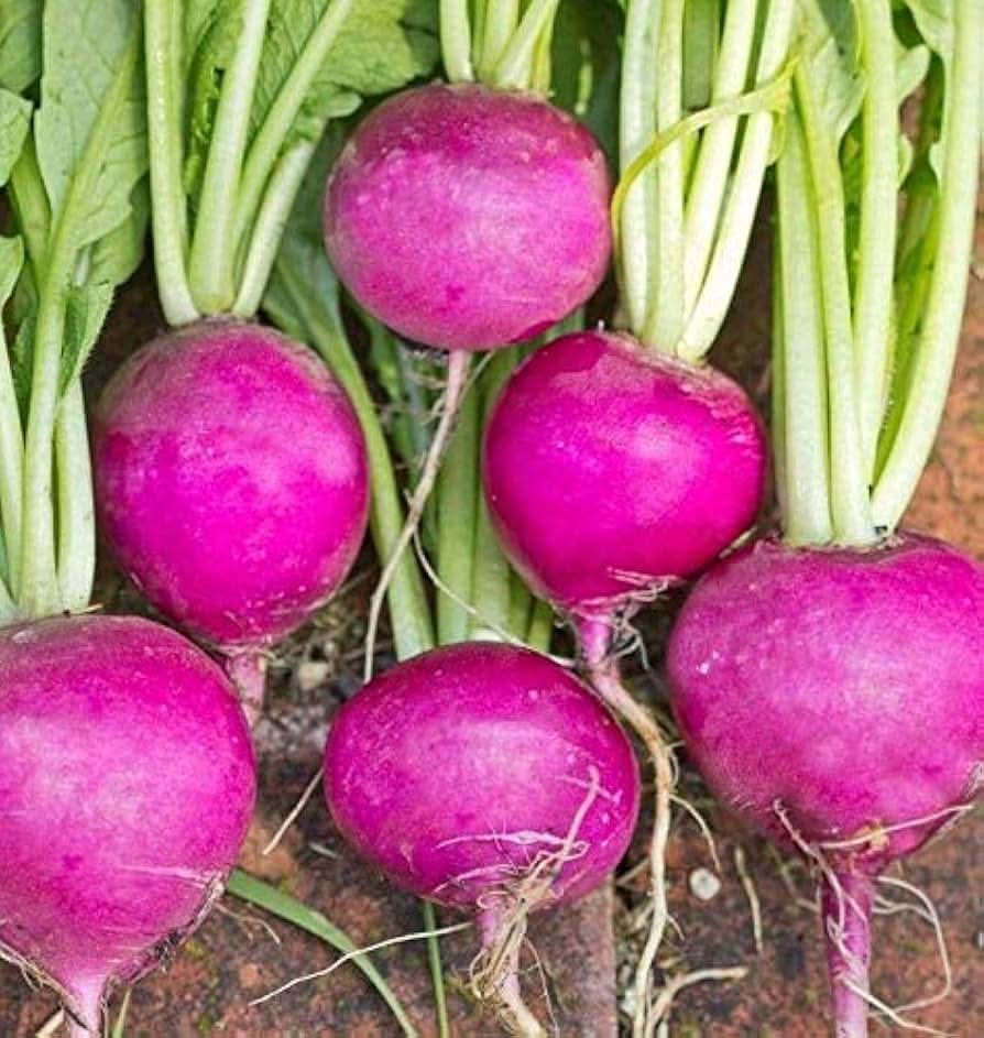 Leek Allium ampeloprasum Vegetable Seeds for Planting Purple Root Variety in Kitchen Garden
