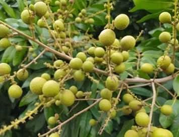 Lush Longan Fruit Seeds - Perfect for Adding Greenery and Sweetness to Your Garden