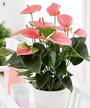 Mixed Anthurium Andraeanu Flower Seeds Dhara Seeds