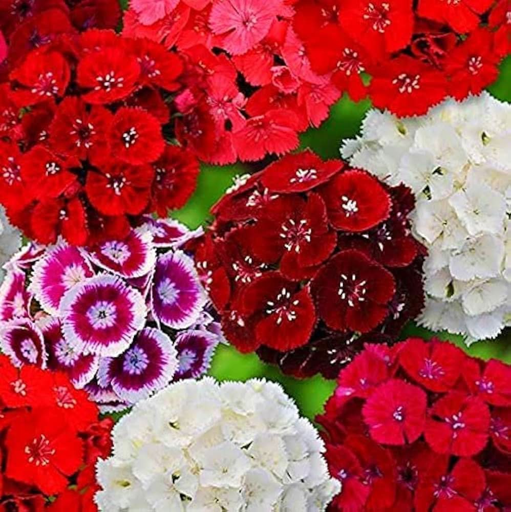 Dianthus Dianthus chinensis flower seeds for planting in home garden and borders