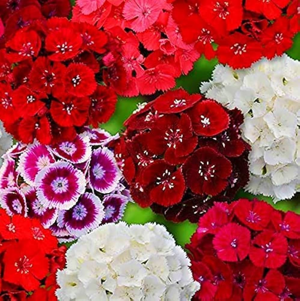 Dianthus Dianthus chinensis flower seeds for planting in balcony planters and home garden