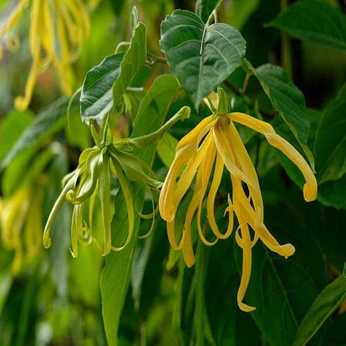 Yellow Ylang Flower - Heirloom, Non - Gmo Seeds