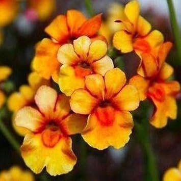 Yellow (Yellow scientific name) for planting in garden