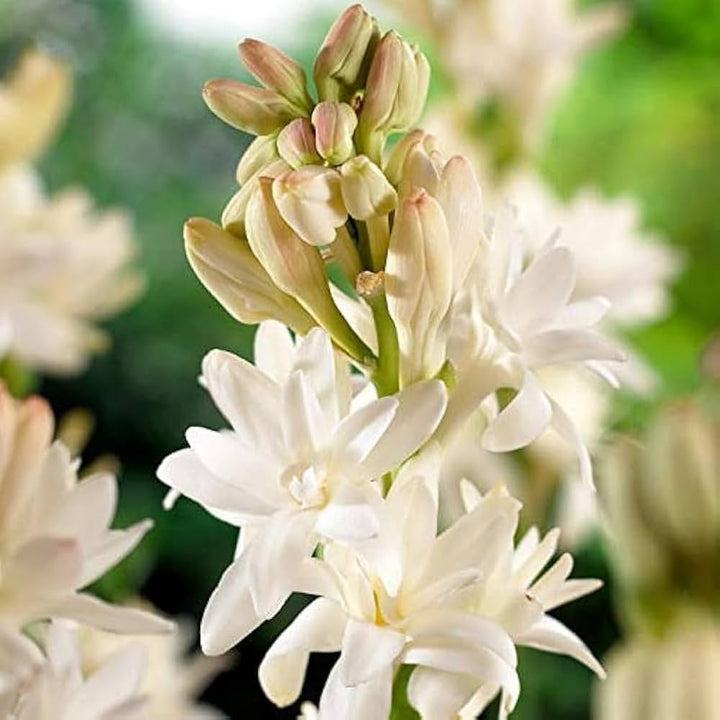 Asperata Flower Seeds for Planting, Unique Variety, 100 pcs
