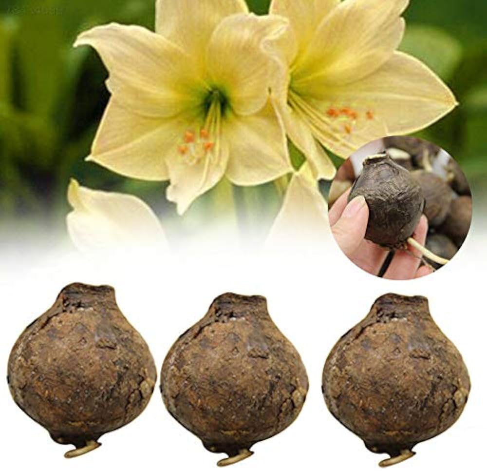 Yellow Sunrise Amaryllis Hippeastrum Bulbs Seeds