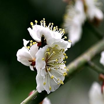 White Philadelphus Flower Seeds for Planting - 100