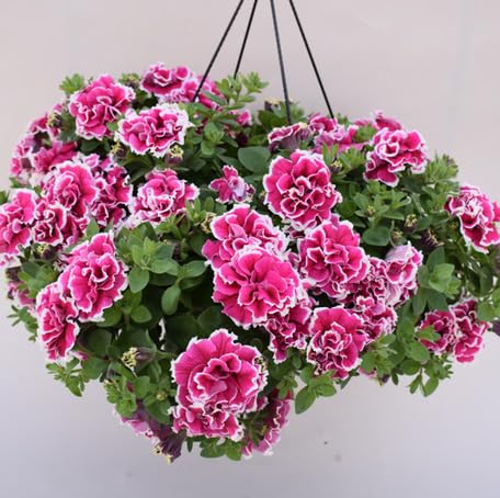 Pink Petunia Flower - Heirloom, Non - Gmo Seeds