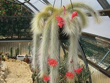 Winteria Colademononis Red Plant Seeds for Planting - 100 pcs