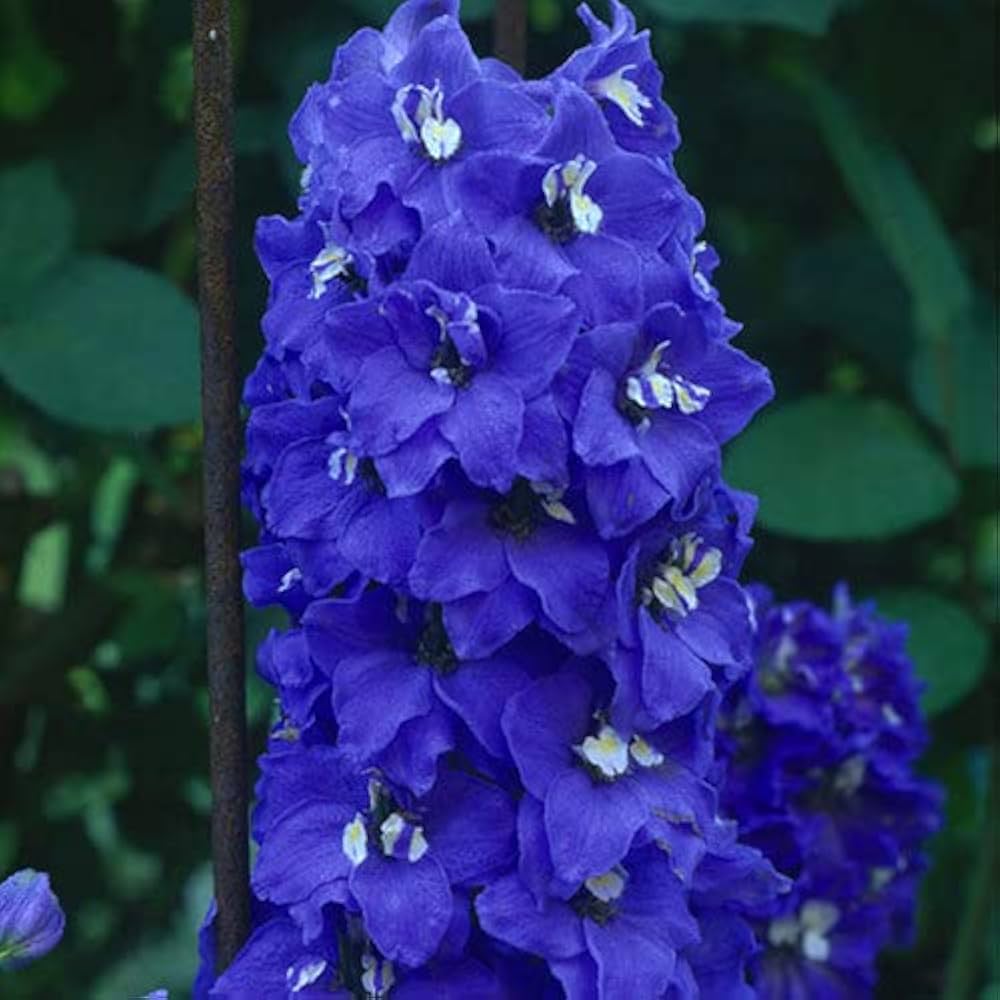 Delphinium Delphinium Elatum Flower Seeds for Planting – Suitable for Backyard Gardening and Cottage Garden Style