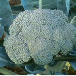 Goliath Broccoli Brassica oleracea seeds for garden planting