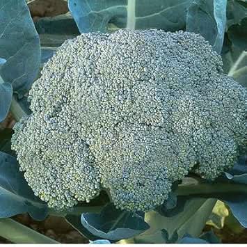 Goliath Broccoli Brassica oleracea seeds for garden planting