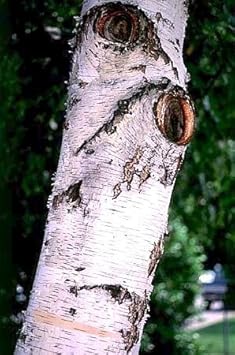 Green Betula Tree - Heirloom, Non - Gmo Seeds
