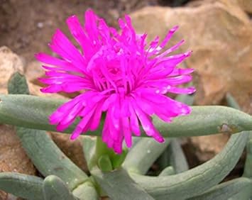 Organic Pink Namaquanthus Flower Seeds for Planting – Heirloom, Non-GMO