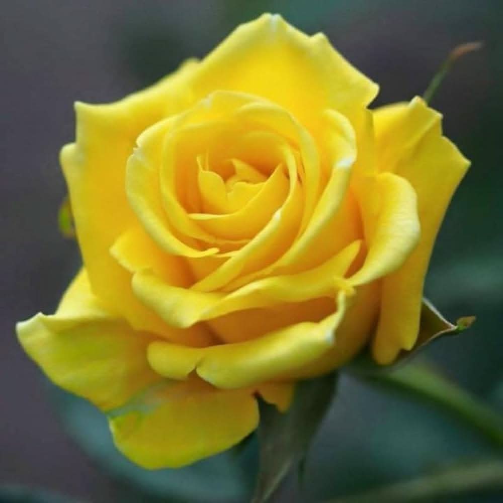 Yunnan Yellow Rose Rare Flowering Seeds For Planting