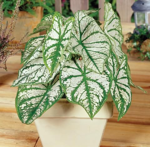Green White Caladium