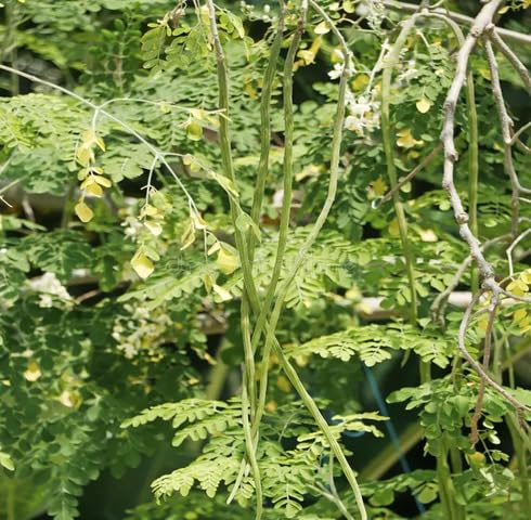 Green Drumstick - Heirloom, Non - Gmo Seeds