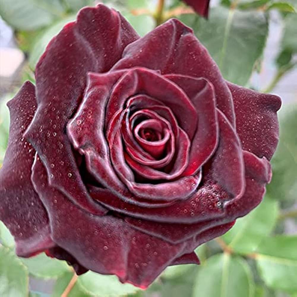 Schwarz Baccara Hybrid Rose Flower Seeds for Planting in home garden beds