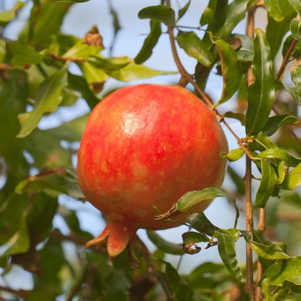 Red pomegranate fruit seeds