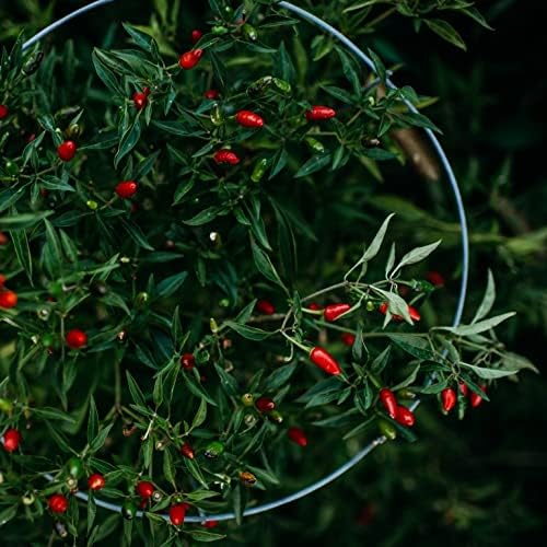Pepper Capsicum Chinense Hottest Vegetable Seeds for Planting – Spicy Variety for Home Garden and Culinary Use