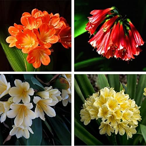Mixed Clivia Clivia spp Seeds for Planting in Indoor Garden