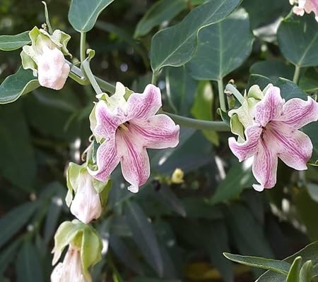 Araujia Flower - Heirloom, Non - Gmo Seeds