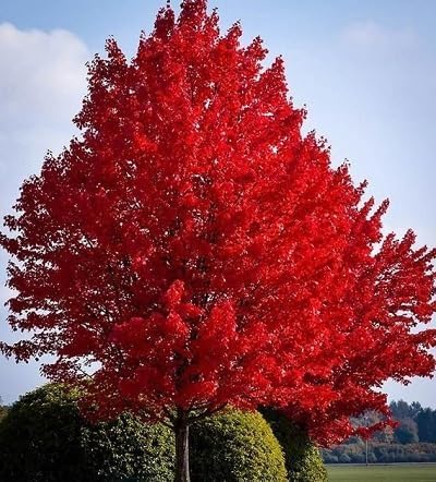 Red Aspen Tree - Heirloom, Non - Gmo Seeds