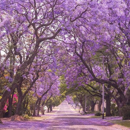 Jacaranda Mimosifolia Tree Purple - Heirloom, Non - Gmo Seeds