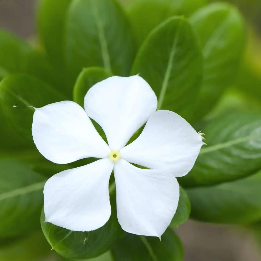 Castor flower seeds - NON GMO Seeds Dhara Seeds