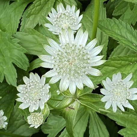 White Astrantia Flower