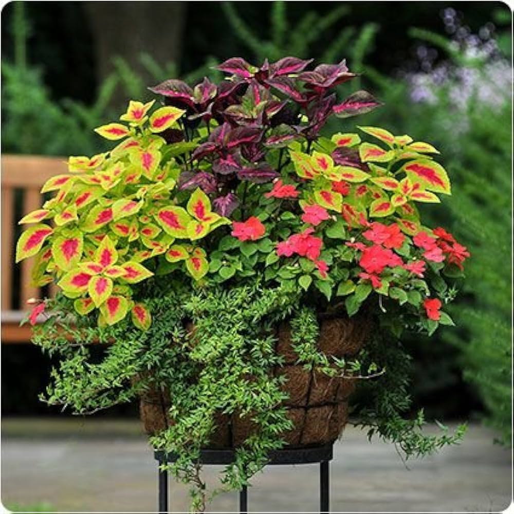 Rainbow Coleus Plectranthus scutellarioides Seeds for planting in flower bed