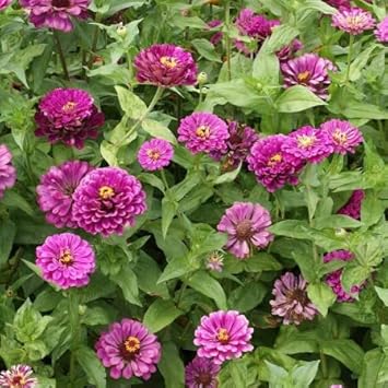 Deep Pink Zinnia Elegans Flower Seeds for Planting – Vibrant, Non-GMO Heirloom Seeds