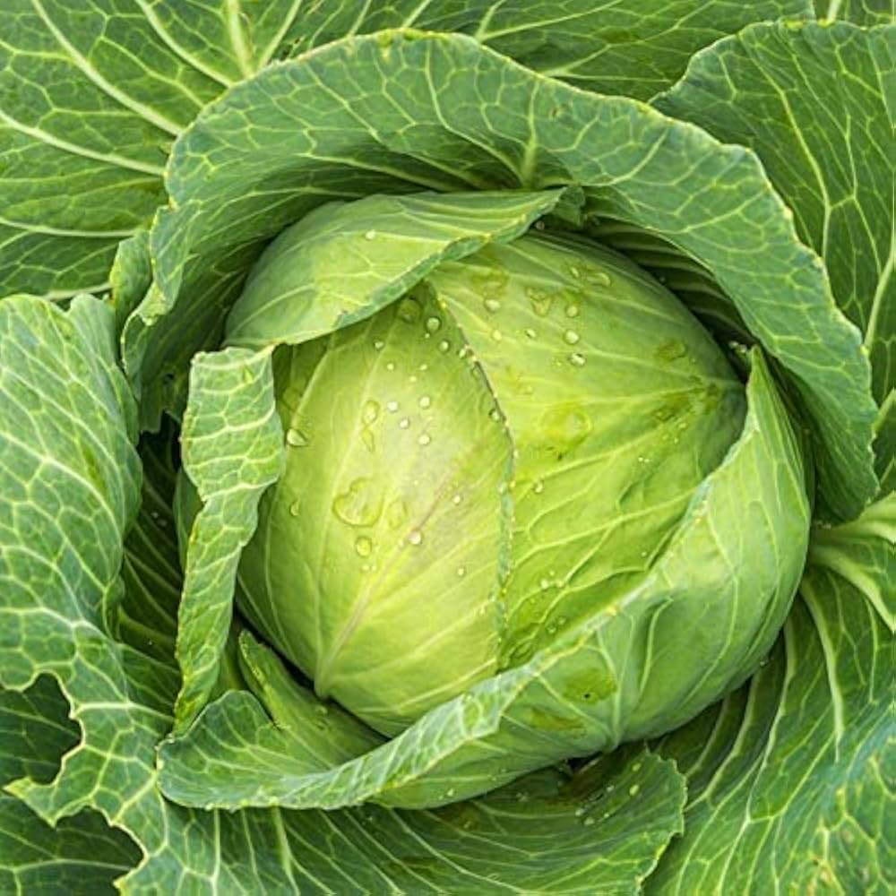 Tropic Giant Hybrid Cabbage Seeds | Huge Tropical-Heat Tolerant Cabbage Heads – Heirloom, Non-GMO, High Germination Organic Garden Seeds