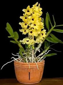Dendrobium Orchid Mixed Colors Exotic Flower Seeds