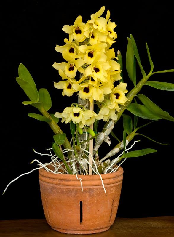 Yellow Dendrobium Orchid Plant Seeds for Planting, 100 pcs for planting in your garden.