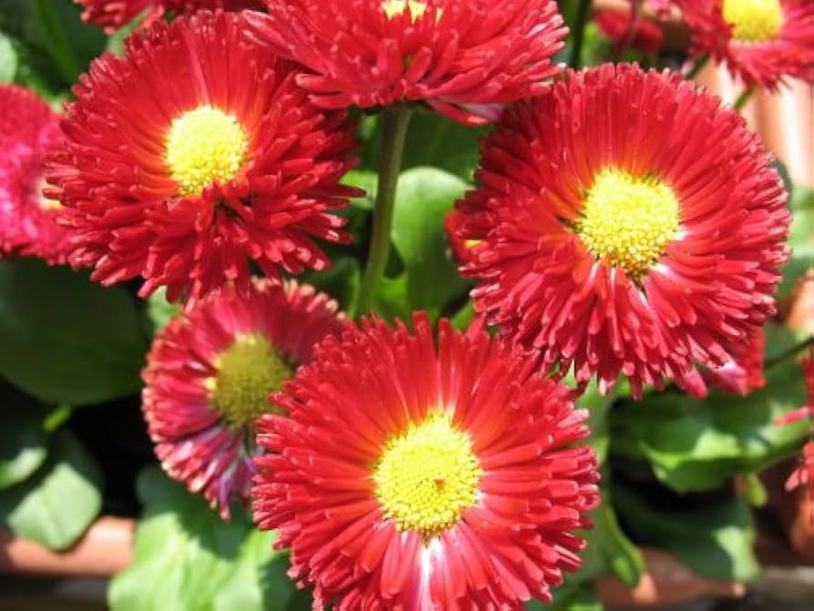 English Red Bellis Perennis daisy seeds
