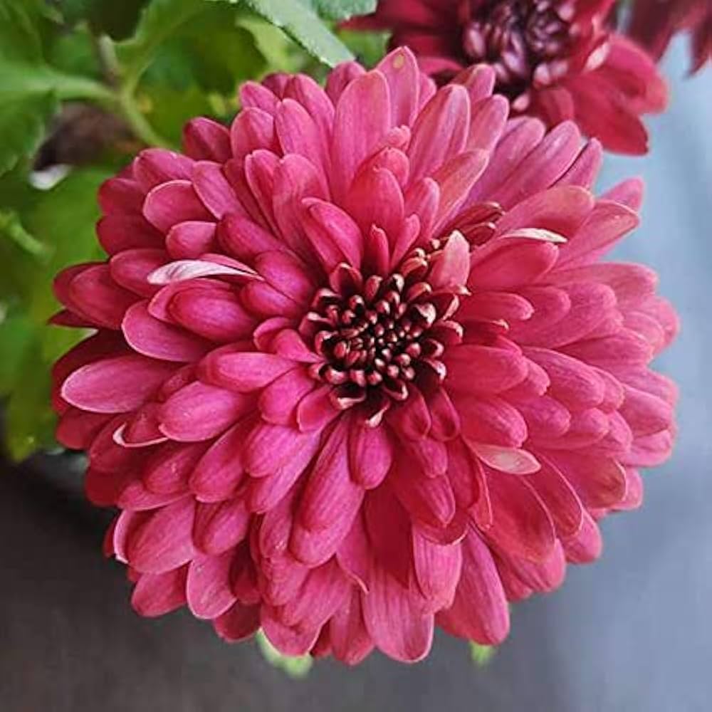 Chrysanthemum – burgundy blooms – flower seed for seasonal color