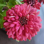 Chrysanthemum – burgundy blooms – flower seed for seasonal color