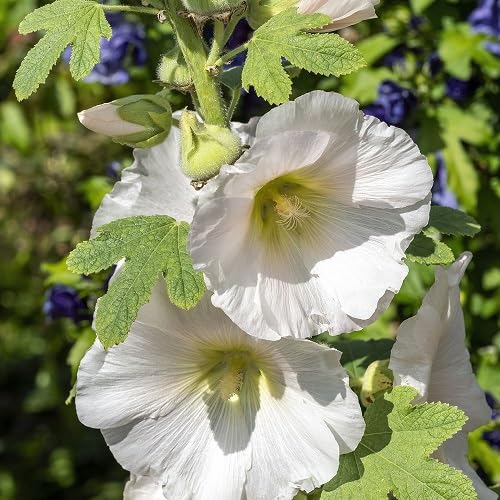 White Hollyhock Flower - Heirloom, Non - Gmo Seeds