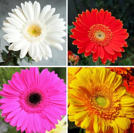 Mixed Gerbera Flower - Heirloom, Non - Gmo Seeds