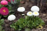 White Bellis Perennis Seeds for Planting - NON GMO Seeds Dhara Seeds