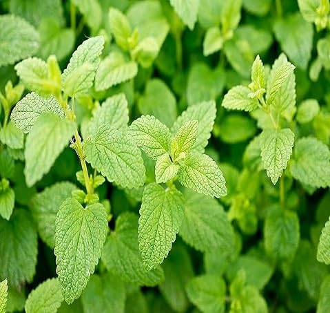 Green Mint - Heirloom, Non - Gmo Seeds