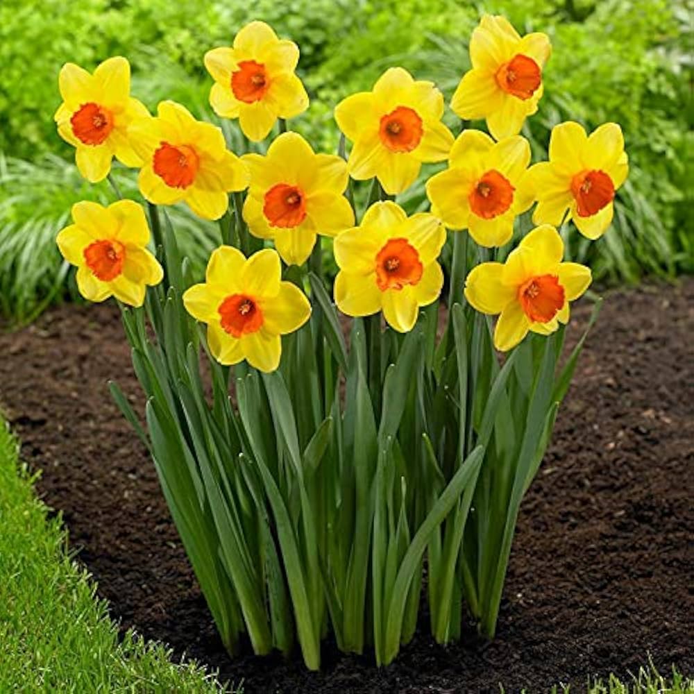 Yellow Red Daffodil Flower Seeds for Planting – Vibrant, Non-GMO, Heirloom Quality