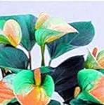 Anthurium Orange Blue Flower Seeds for Planting NON GMO Seeds Dhara Seeds