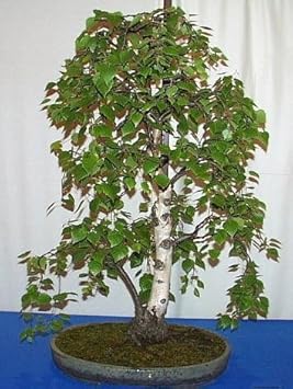 Green Betula Tree Heirloom Non Gmo Image