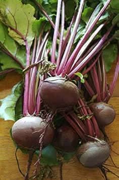 Red Beet Seeds for Planting - Fresh Vegetable