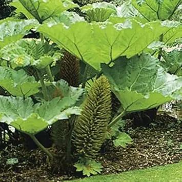 Giant Gunnera Manicata Plant Seeds for Planting NON GMO Seeds Dhara Seeds