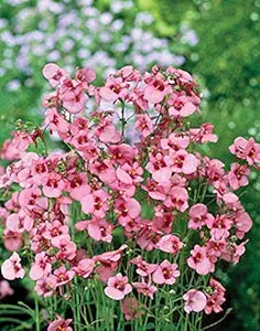 Diascia Diamonte Series Coral Rose Seeds ( , Colorful Garden Flowers)