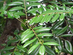 Laub-Salbei Kräutersamen for planting in herb garden